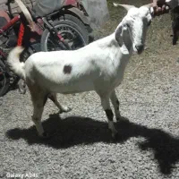 گوسفند