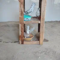 قفس|لوازم جانبی حیوانات|اسلام‌‌آباد غرب, |دیوار