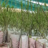 نهالستان ارقام خشکبار و بادام گلدانی و میوه