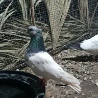 کله ای ماده