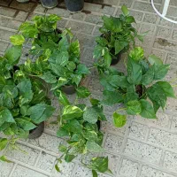 فروش خانگی انواع گلهای اپارتمانی