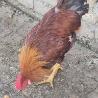 یک عدد مرغ جوان و یک عدد خروس جوان