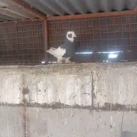 کفتر یا کبوتر