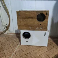 لانه مرغ عشق و کوتوله برزیلی