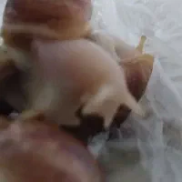 حلزون اچاتینا