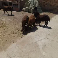 پنج راس گوسفند قزل افشار