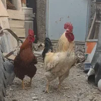 دو خروس سر حال با هم و جدا به فروش میرسد