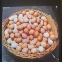 تخم مرغ محلی