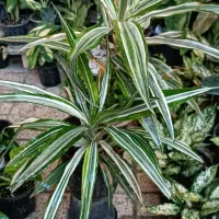 فروش درماسیس مقاوم و زیبا