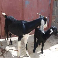 بز همراه شنک ماده فروش فوری