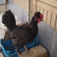 مرغ بومی قوپ
