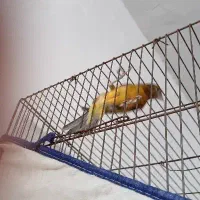 قناری|پرنده|فسا, |دیوار