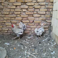 مرغ و خروس گلین