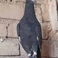 کبوتر