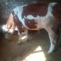 تلیسه سیمنتال آبستن اصل ، گوساله گاو