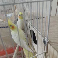 یک جفت عروس لوتینو سخنگو