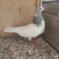 کله الماسی نر و ابلق سیاه نر