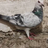 کبوتر مسافتی