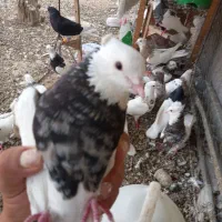 کبوتر طوقی