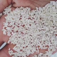 نیم دانه طارم هاشمی