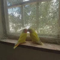 کوتوله صورت هلویی