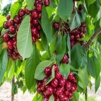 باغ گیلاس