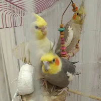 عروس هلندی با جوجه
