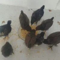 جوجه محلی