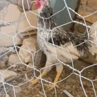 ۴ عدد خروس گلین