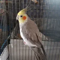 عروس هلندی بالغ