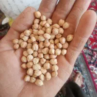نخودبهاره.امسال.تمیز