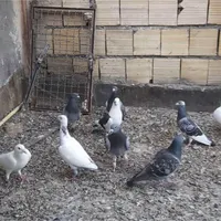 فروش پرنده