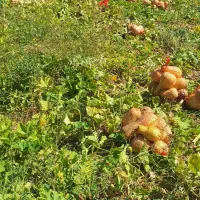 کدو حلوایی