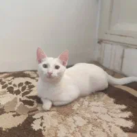 واگذاری گربه دی اس اچ 4ماهه