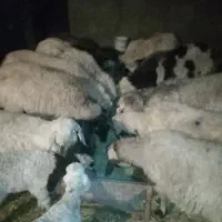 میش و بره