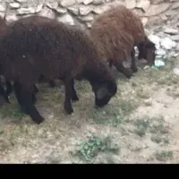 بره ماده هترو و همو