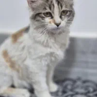 گربه