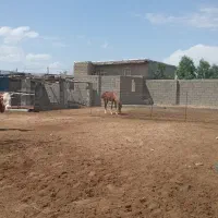 یک اسب جوان