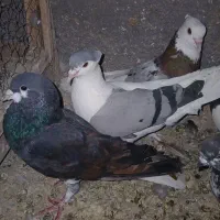 کفتر رنگی پلاس