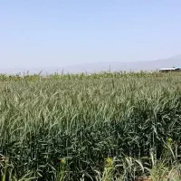 خسیل آماده برداشت