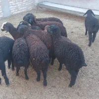 گوسفند بره نر ماده جهت پرواری