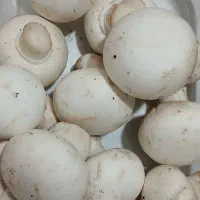 قارچ دکمه‌ای