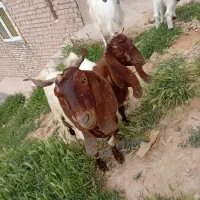 دوعدد‌بزوبزغاله