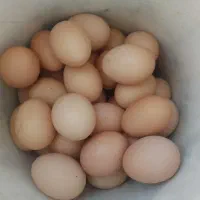 تخم مرغ محلی نطفه دار عجبشیر
