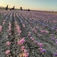 زمین-کشاورزی-برای-کشت-زعفران-اجاره-یا-نصفه-کاری
