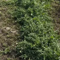 یونجه و علوفه درجه یک