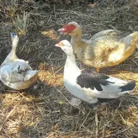اردک نر خارجی سفید،جوجه مرغ و خروس محلی