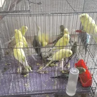مرغ عشق