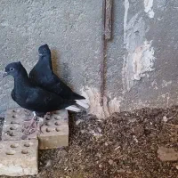 حیوانات کبوتر