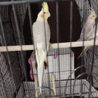 یک جفت عروس هلندی مولد همراه دوتا جوجه و دوتا تخم